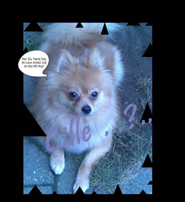 Papillon Cille billede 3