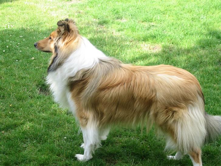 Collie langhåret Zenta billede 14