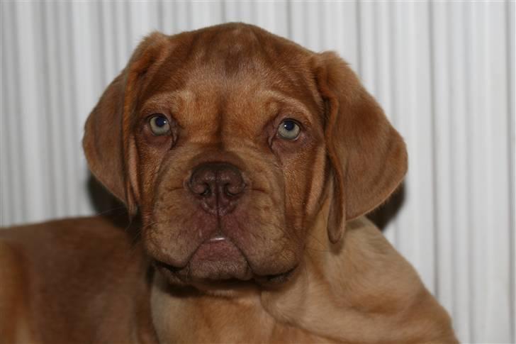 Dogue de bordeaux FRESZKA Lacrima Heliandum billede 1
