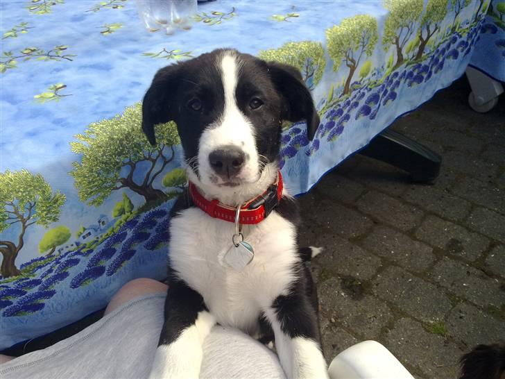 Blanding af racer Diva - Min mor siger jeg ligner Dobby fra Harry Potter.....jeg forstår ikke hvorfor....???? billede 1