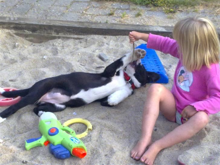 Blanding af racer Diva - Ihh altså, det er bare sjovt at lege i sandkasse ;0) billede 3