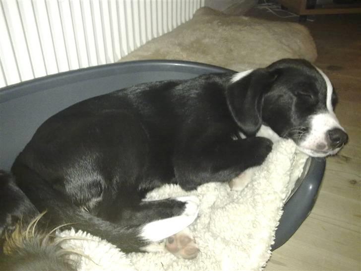 Blanding af racer Diva - Zzzzz, det er hårdt at være hvalp!!! billede 4