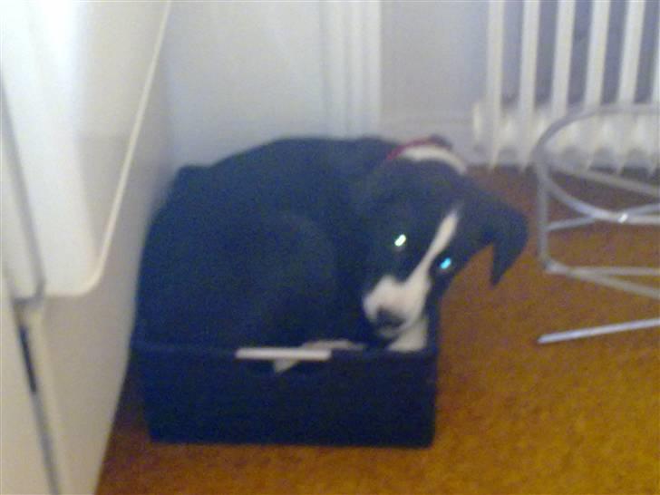 Blanding af racer Diva - Der er da masser af plads endnu mor....!!!! billede 6