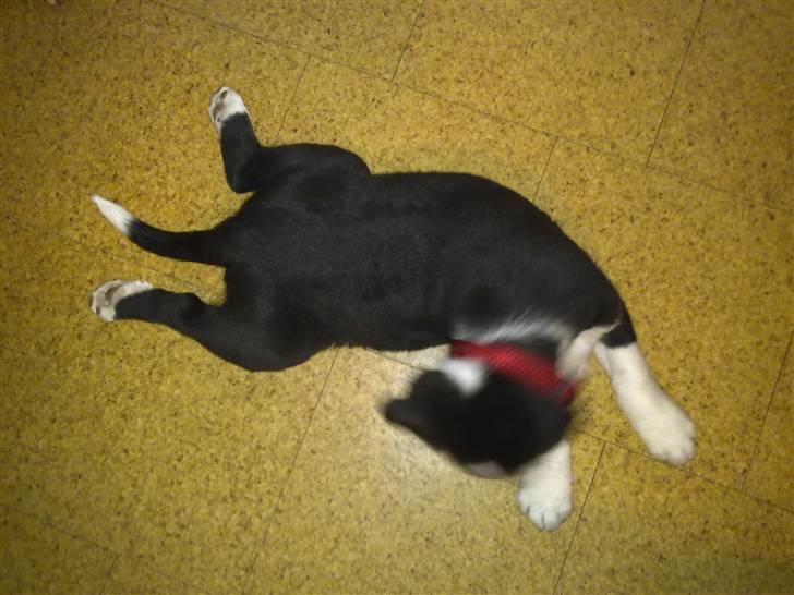 Blanding af racer Diva - Hvem kalder du frø??? billede 7