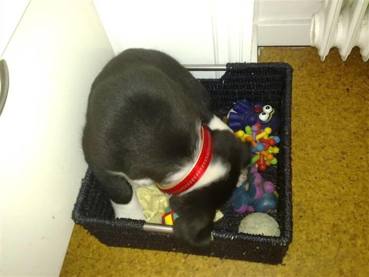 Blanding af racer Diva - Det er helt sikkert MEGET nemmere,, at finde det man vil lege med hvis man er HELT tæt på!!!! billede 9