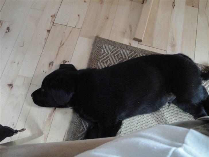 Blanding af racer Amon billede 8