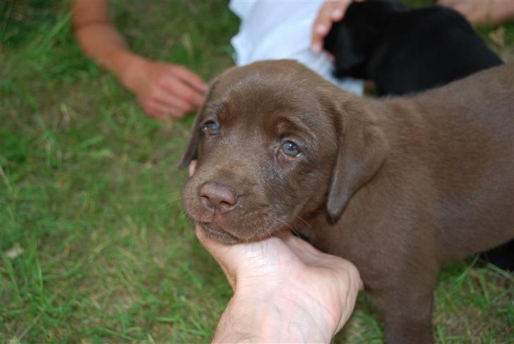 Labrador retriever Akela - Jeg skal nok kigge nu far billede 13
