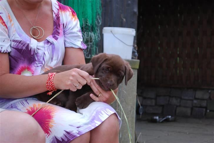Labrador retriever Akela - Mig og mor leger med et strå billede 14