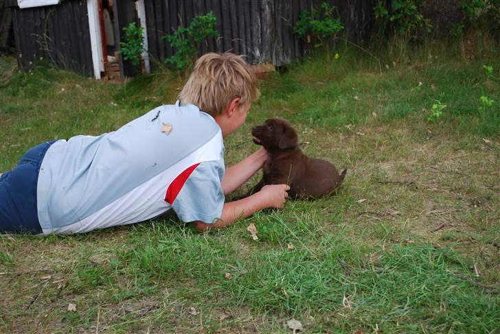 Labrador retriever Akela - Her leger jeg lige med min bror  billede 15