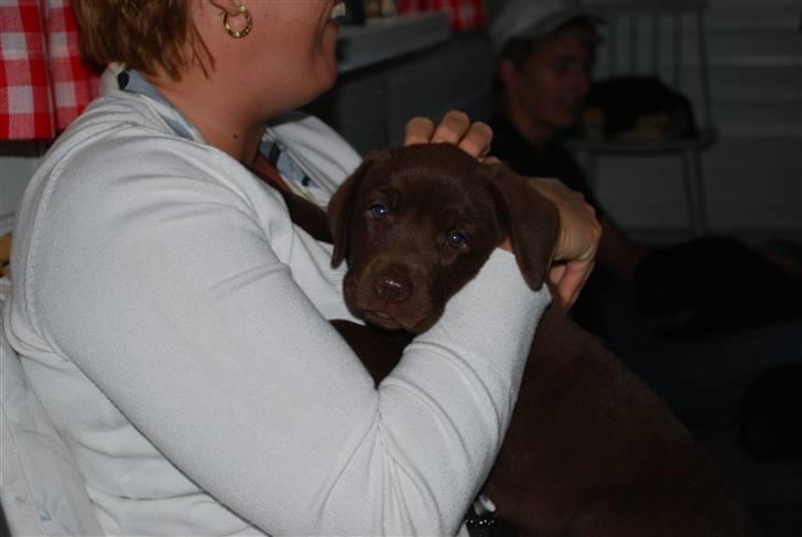 Labrador retriever Akela - Se jeg ligner en kanin  billede 16