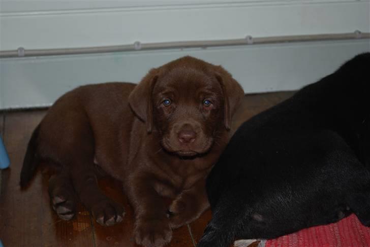 Labrador retriever Akela - Nu er jeg altså sløv billede 17