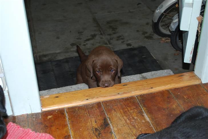 Labrador retriever Akela - Jeg kan altså ikke komme op af de trapper billede 18