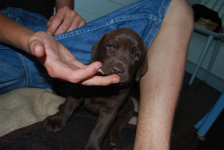 Labrador retriever Akela - Her bider jeg lidt i min anden bror, ha ha  billede 19