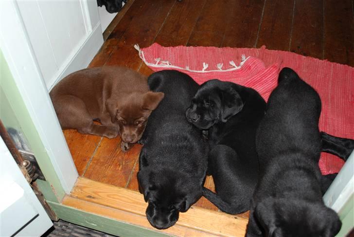 Labrador retriever Akela - Så sover jeg med mine søskene. billede 20