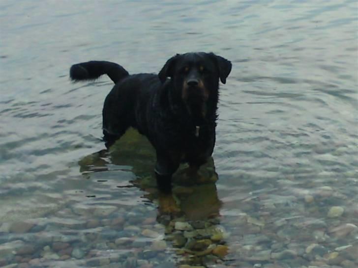 Rottweiler Jacko  *solgt* - kommer du ikke i det er dejligt billede 15