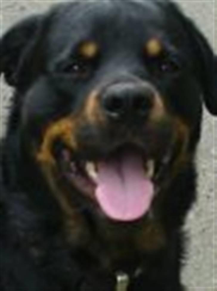 Rottweiler Jacko  *solgt* - altid glad billede 16