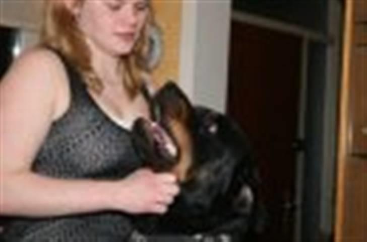 Rottweiler Jacko  *solgt* - vis du ikke passer på så møsser jeg dig altså billede 17