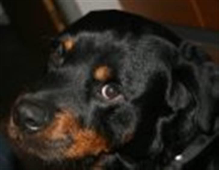 Rottweiler Jacko  *solgt* - har ikke gjort noget billede 18
