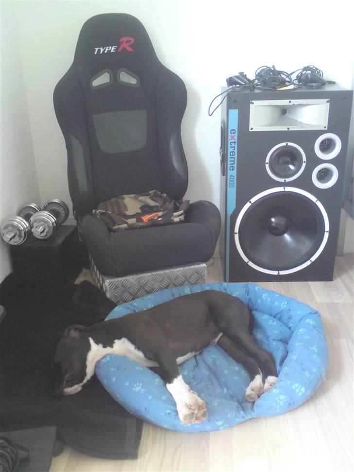 Amerikansk staffordshire terrier Chicco billede 1