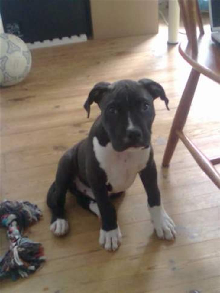 Amerikansk staffordshire terrier Chicco billede 2