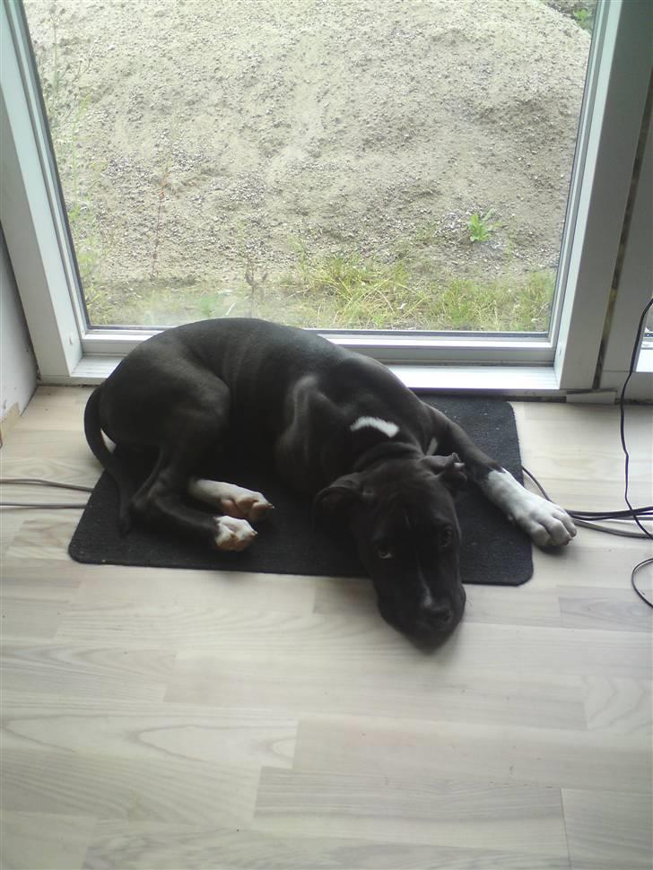 Amerikansk staffordshire terrier Chicco billede 3