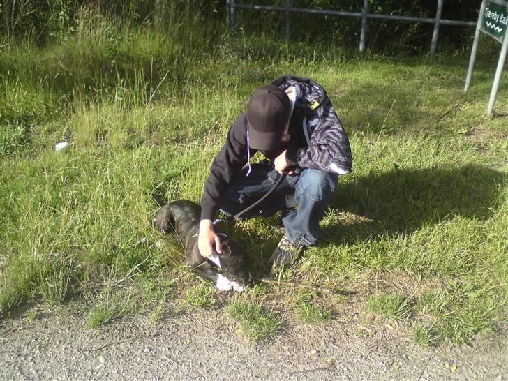 Amerikansk staffordshire terrier Chicco - Mig og lille chicco :) <3 billede 4