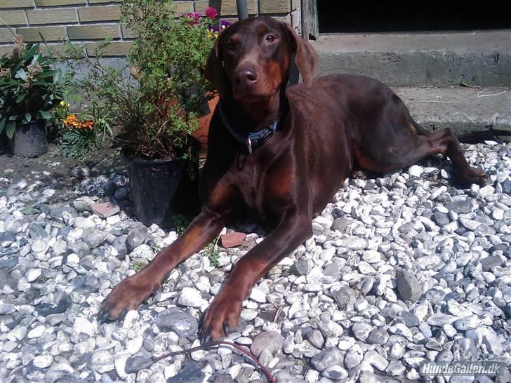 Dobermann Kaizo - Kaizo´s mor Debbie...... billede 6