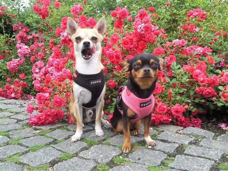 Chihuahua Marley - GAAAAB hva Marley :) billede 20