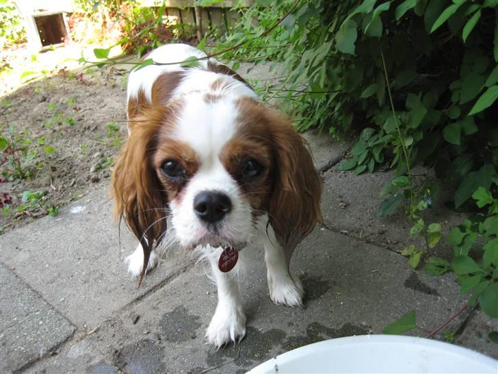Cavalier king charles spaniel Cirkeline (Himmelhund d. 22. november 2016) - Sådan ser man ud, efter at have forsøgt at få fat i en godbid på bunden af en balje vand :D billede 10