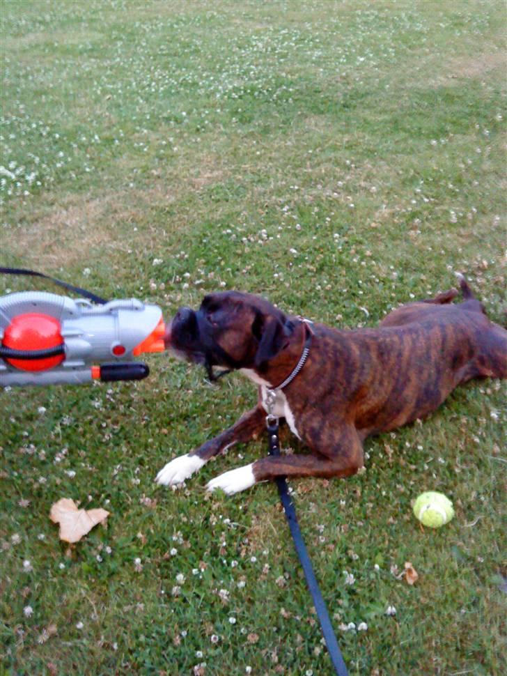 Boxer Febæks La Sif - La Sif elsker vandleg især i varmen :) billede 1