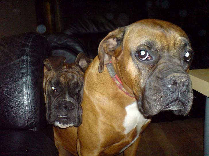 Boxer Febæks La Sif - La Sif skal være med til det hele ;) billede 2