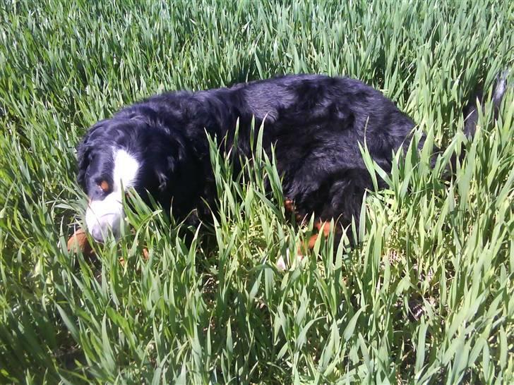 Berner sennenhund gainits asalie - nr. 3 gaia i marken(: billede 3