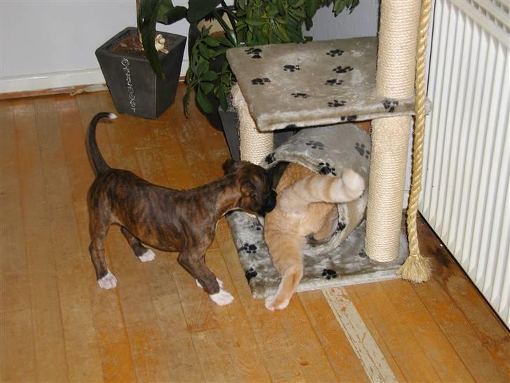 Boxer Febæks La Sif - Hmm måske skulle du lade Missen være i fred La Sif ;) billede 4