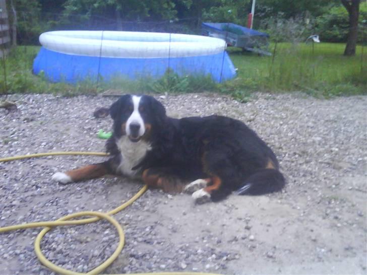 Berner sennenhund gainits asalie - nr. 4 ude i gården og slappe af(: billede 4