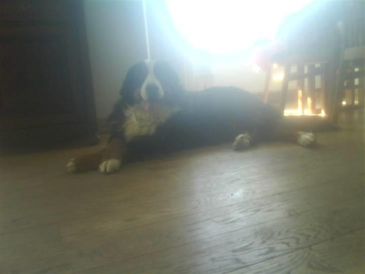 Berner sennenhund gainits asalie - nr. 5 i stuen(: billede 5