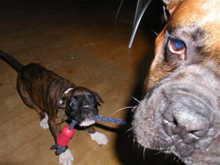 Boxer Febæks La Sif - La Sif elsker at lege..især med Thor. billede 5