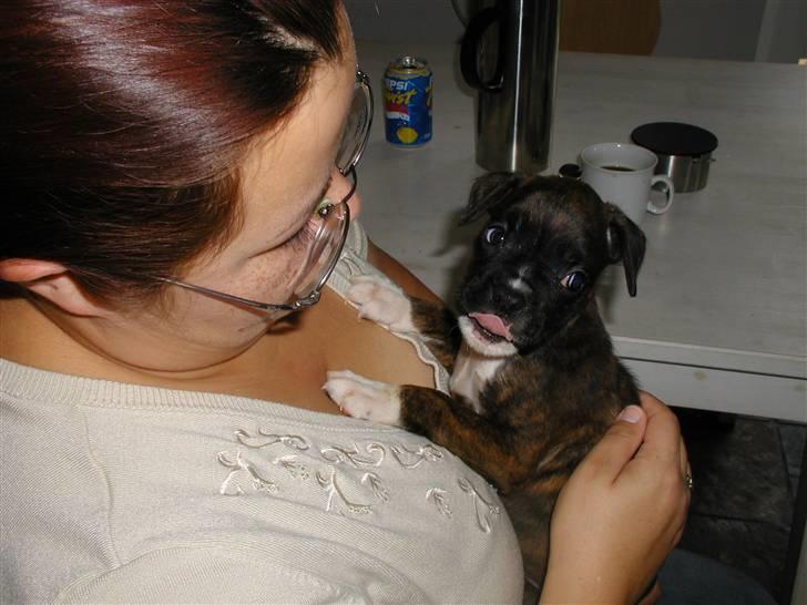 Boxer Febæks La Sif - Bette La Sif  billede 6