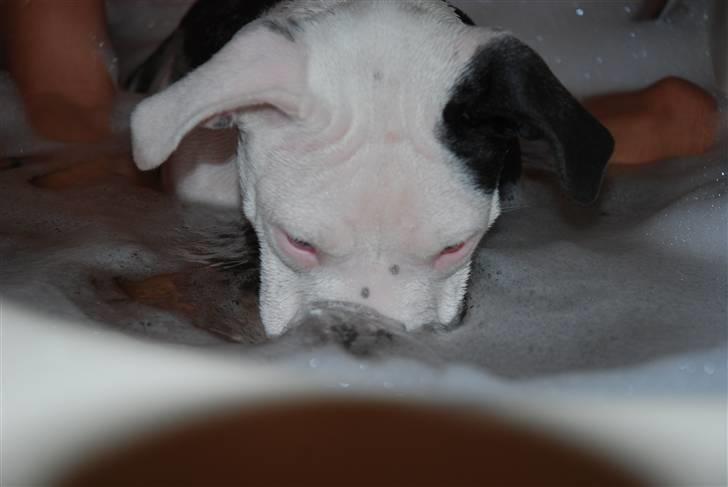 Amerikansk staffordshire terrier Dia - Dia elsker at bade :D billede 10