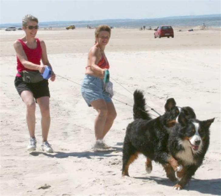 Berner sennenhund gainits asalie - nr. 7 min faster og min mor på stranden med hundene, de er da "lidt svære at holde?" xD! billede 7