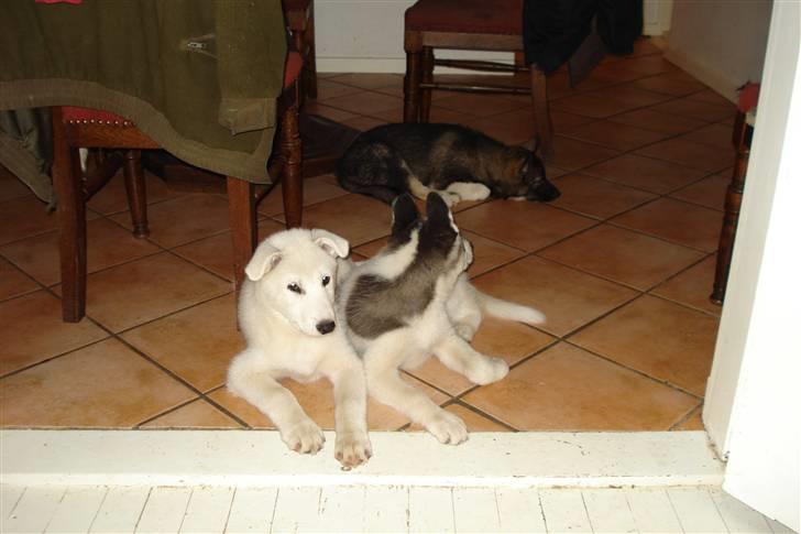 Alaskan husky kenai - her er mig og mine søstre 10 uger:) billede 1