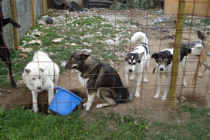Alaskan husky kenai - hey søs,hvad har vi nu fået lavet,ups billede 2