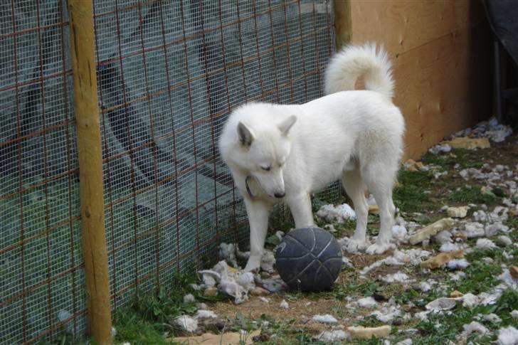 Alaskan husky kenai - mon bolden angriber..:) billede 3