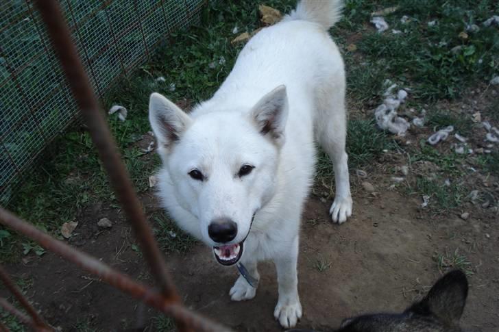 Alaskan husky kenai - jeg er bare så fotogen.. billede 4