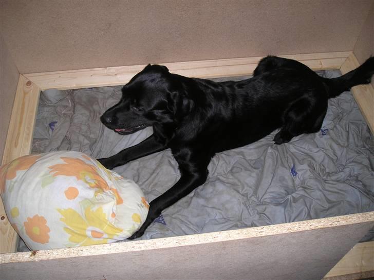 Blanding af racer Chico billede 1