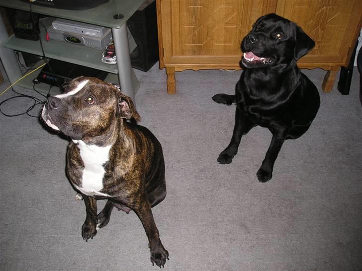 Blanding af racer Chico billede 2