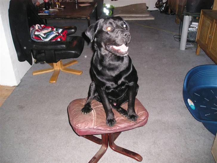 Blanding af racer Chico billede 3