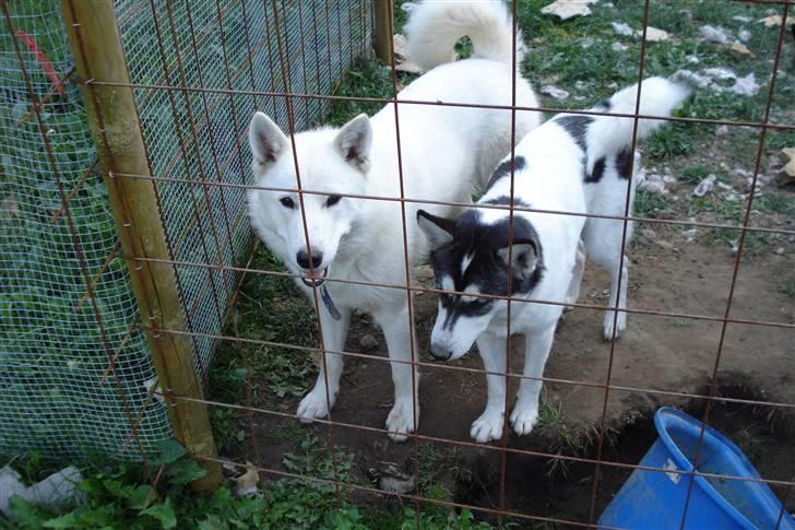 Alaskan husky kenai - her er mig og søster sitka billede 5