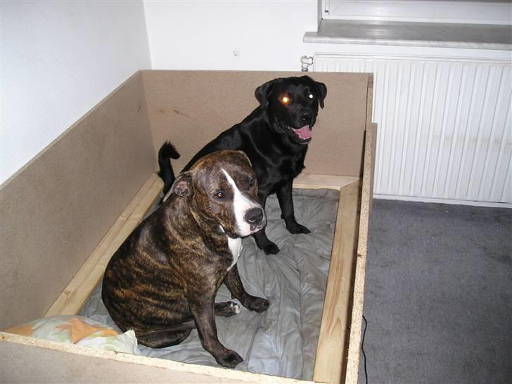 Blanding af racer Chico billede 4