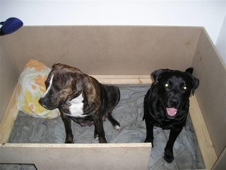 Blanding af racer Chico billede 5