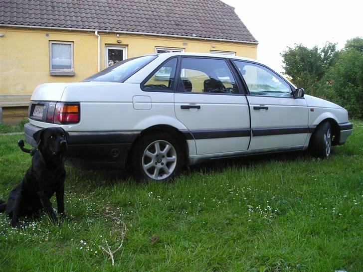 Blanding af racer Chico billede 6